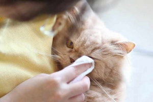 Гігієна очей кішки - чи потрібно їх чистити? Гігієна очей кішки - чи потрібно їх чистити?